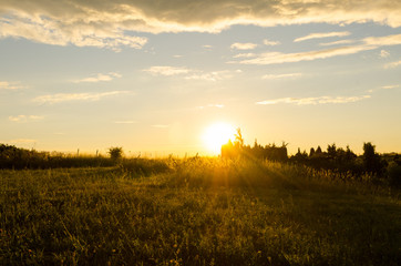 scenic sunshine through trees in nature. summer sunset in nature