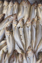 Variety of Fish for Sale on Market Stall, Bologna