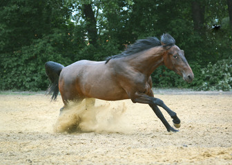 The bay sport horse gallop on freedom  on green background