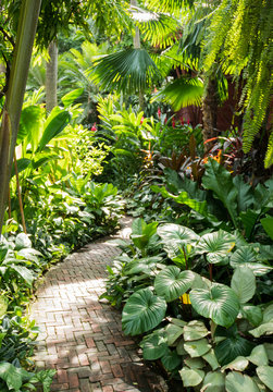 Beautiful path with palm trees in tropical garden in Bangkok, Thailand.