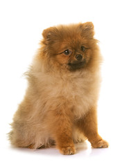 pomeranian dog in studio