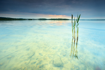 Blades of Reed in Calm Lake at Sunrise