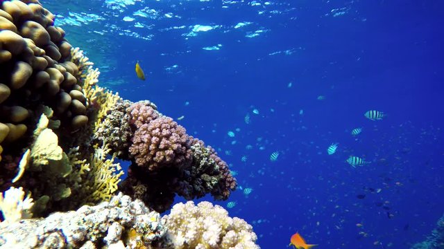 Coral reef, tropical fish. Warm ocean and clear water. Underwater world. Diving and Snorkelling.