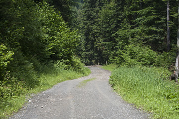 Fototapeta na wymiar road through a forest in mountain 