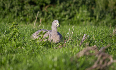 Wild goose sitting in the sun on Phillip Island Australia