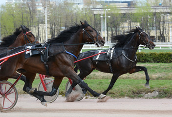 Three horse trotter breed in motion on hipodrome