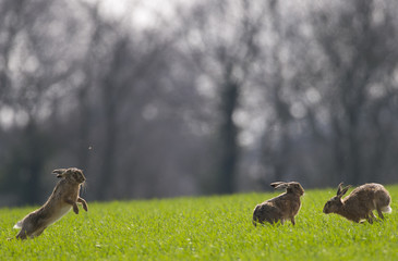 Brown Hares (lepus europaeus)