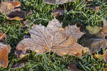 Gefrorene Herbstblätter auf Wiese