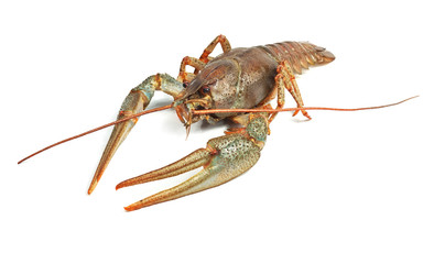 Crayfish closeup isolated on white background