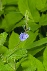 Blue flower Germander speedwell or Veronica chamaedrys on stem macro, selective focus, shallow DOF