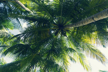 Fototapeta na wymiar Exotic summer tropical palm tree background