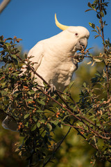 Sulfur crested cockatoo eating in a tree