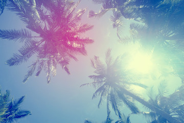 Exotic summer tropical palm tree background
