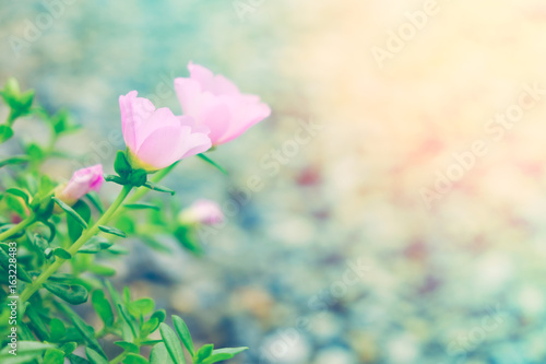 Beautiful Colorful Flower In Pastel Vitage And Retro Style With