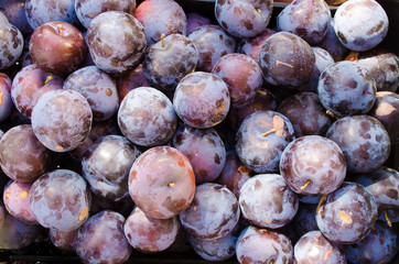 Fresh Ripe Plums or Texture, violet blue red purple sweet fresh organic plum as background, top...