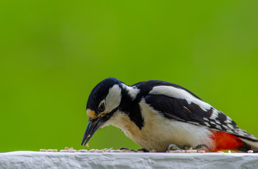Woodpecker feeding from seeds