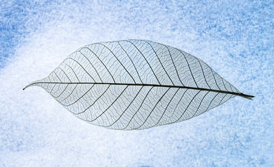 Close up on Leaf texture on blue lightbox background and selective focus. Abstract Background, Macro focus to show a detail structure of leaf.