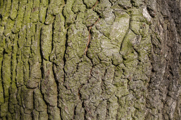 Baumrinde Hintergrund