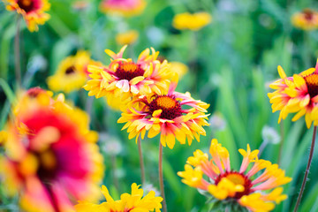 Flowers echinacea in a flower garden on a sunny day