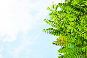 Crown tree against a blue sky with clouds on a sunny day