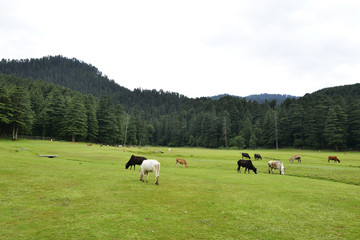 Obraz na płótnie Canvas Himalayan Cedar Forest and Plateau with Cattle Grazing near Dalhousie