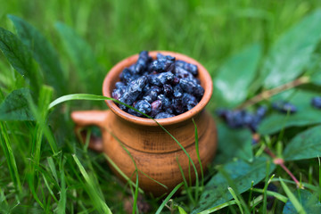 summer berries in the forest on green grass in ceramic pitcher mug, strawberries, honeysuckle
