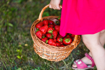 Little girl is carrying a basket of strawberries
