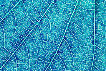 Leaf texture pattern for spring background, environment and ecology concept design. Color effect picture.