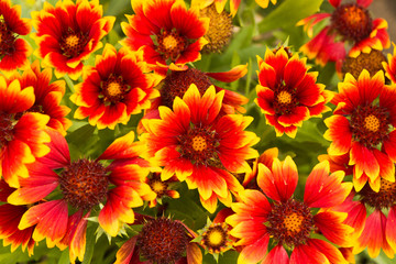 muticolor summrtime flowers