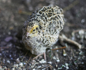 Wachtelküken - Wachtel in der Aufzucht (Coturnix japonica) Japanwachtel