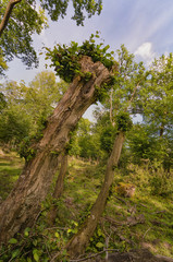 Hute- und Schneitelwald in Bad Bentheim