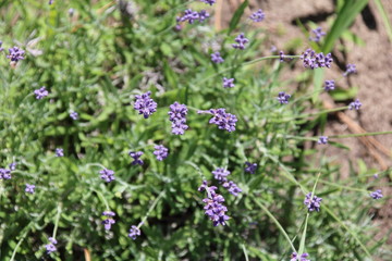 Summer flowers in the garden