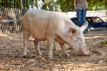 domestic pig (sus scrofa) in a village in Madagascar