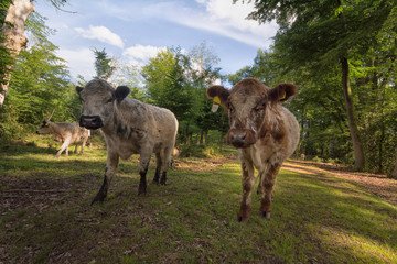 Zwei Galloway Rinder laufen durch einen Wald