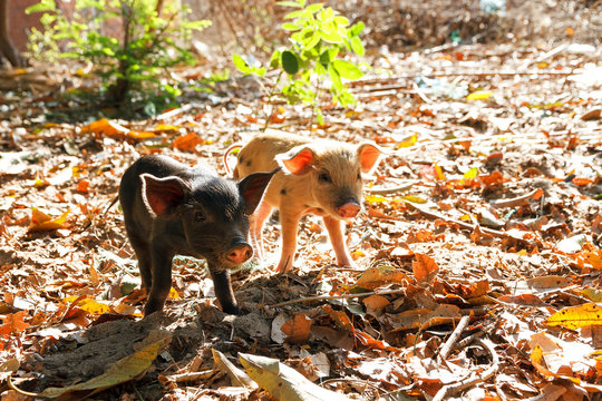 Cute piglets in the morning sun in Madagascar