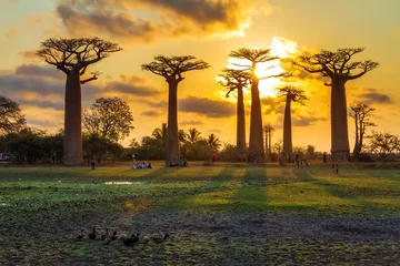 Schilderijen op glas Beautiful Baobab trees at sunset at the avenue of the baobabs in Madagascar © dennisvdwater