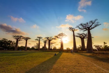 Foto op Plexiglas Mooie Baobab-bomen bij zonsondergang aan de laan van de baobabs in Madagascar © dennisvdwater