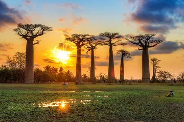 Tuinposter Mooie Baobab-bomen bij zonsondergang aan de laan van de baobabs in Madagascar © dennisvdwater