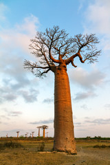 Beautiful Baobab tree at sunset at the avenue of the baobabs in Madagascar