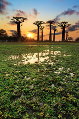 Obraz premium Piękne drzewa baobabu o zachodzie słońca przy alei baobabów na Madagaskarze