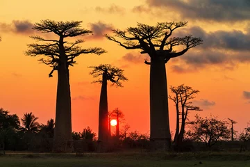 Vlies Fototapete Blumen und Pflanzen Schöne Baobab-Bäume bei Sonnenuntergang an der Allee der Baobabs in Madagaskar