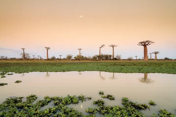 Foto op Canvas Beautiful Baobab trees and the moon after sunset, reflected in the pond at the avenue of the baobabs in Madagascar © dennisvdwater