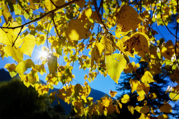 Beautiful backlit photo of yellow leaves in Autumn , Queenstown , South Island of New Zealand