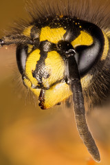 Focus Stacking - Common Wasp, Wasp - Portrait