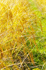 .Rice paddy and blur rice