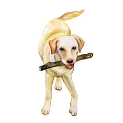 Dog Labrador Retriever. Watercolor.