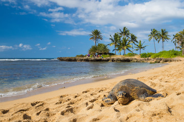Naklejka premium zielony żółw morski na plaży Haleiwa, Oahu, Hawai'i
