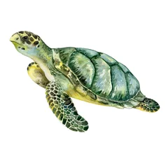 Foto op Plexiglas Sea green turtle isolated on white background. Watercolor. Template © Yuliia