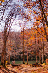 Autumn Forest at Dokko pond