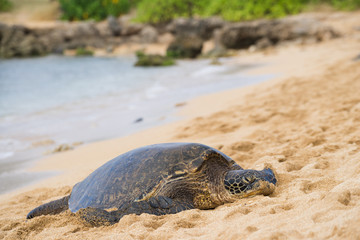 green sea turtle at haleiwa beach, Oahu, Hawai'i